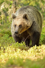 Fototapeta premium Bear in the sunny forest