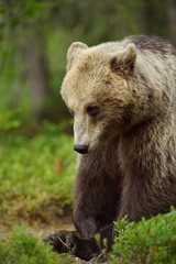 Brown bear portrait sitting in forest with mosquitoes