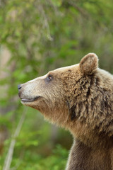 Fototapeta premium European brown bear portrait