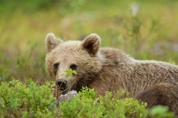 Obraz premium Young bear lying on the ground