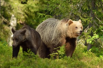 Two bears in the forest