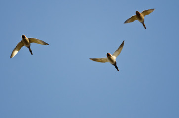 Three Mallard Ducks Flying in a Blue Sky