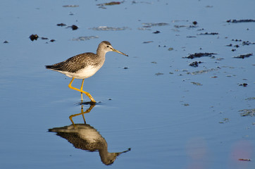 Lone Sandpiper in Shallow Water