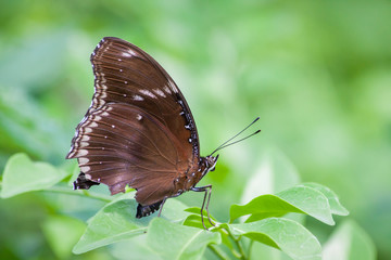 Butterfly on a flower