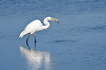 Great Egret With Caught Fish