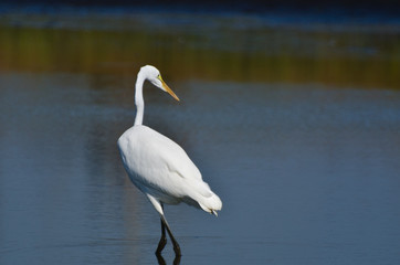 Fototapeta na wymiar Great Egret Hunting for Fish