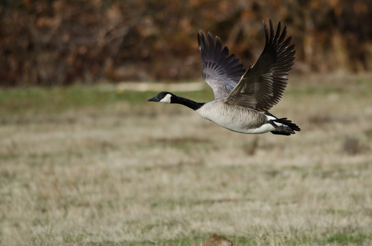 Canada Goose Taking to Flight from an Autumn Field