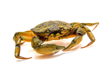 Crab on white