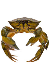 Crab on white