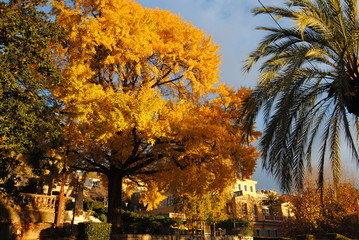 Ginkgo biloba