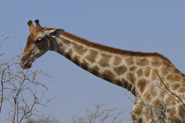 Giraffe, Detail, Etoscha Nationalpark, Namibia, Afrika