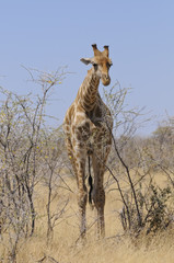 Giraffe, Etoscha Nationalpark, Namibia, Afrika