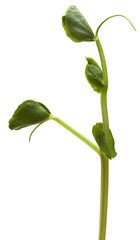 Fresh Green Sprout Peas Isolated On White Background.