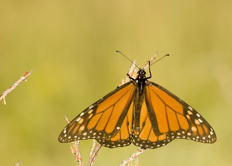 Viceroy Butterfly (Limenitis archippus)