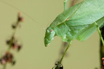 Katydid