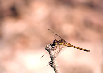 Dragonfly