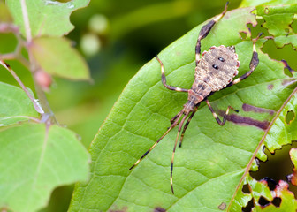 Plant Bug