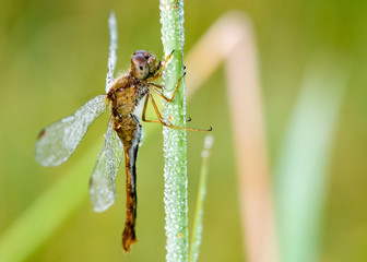 Dragonfly