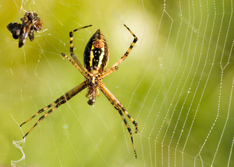 Garden Spider