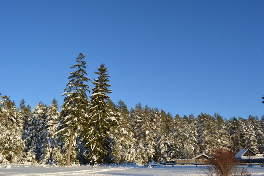 Fototapeta Зимний лес
