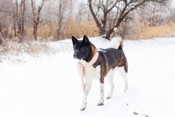 Akita dog breed with a black muzzle winter in the park