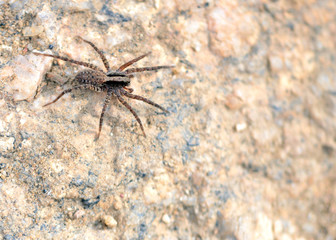 Wolf Spider