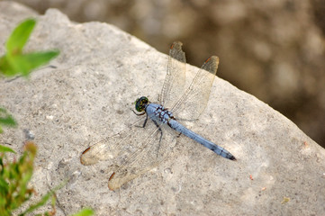 Dragonfly