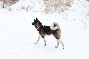 Akita dog breed with a black muzzle run  in the winter park