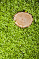 tree stump on the grass