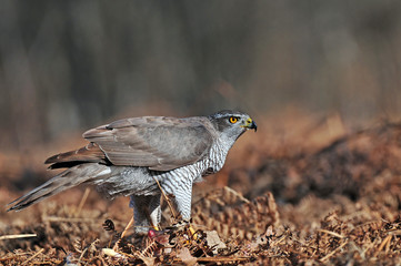 Northern goshawk