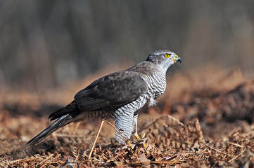 Northern goshawk