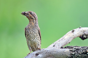 Eurasian wryneck with beak full of insects for it's cubs
