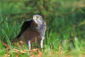 Northern goshawk