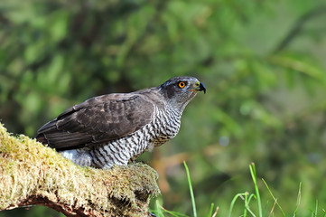 Northern goshawk