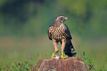 Juvenile goshawk with mouse