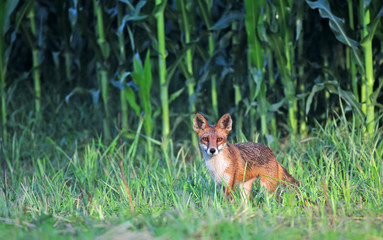 Obraz premium Red fox
