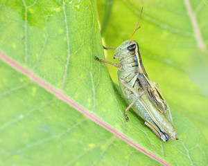 Grasshopper