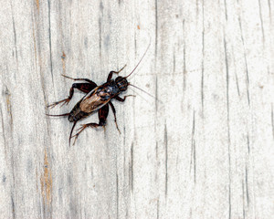 Cricket