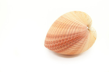 tropical seashell in white background
