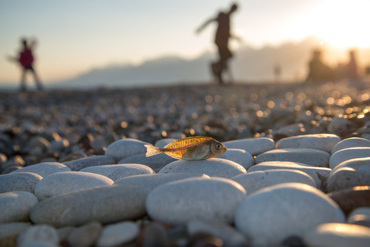 kurumuş balık iskeleti