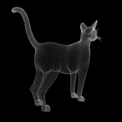 cat model