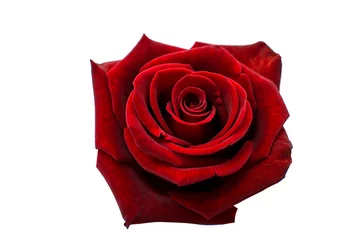 Papier Peint photo Lavable Roses red rose