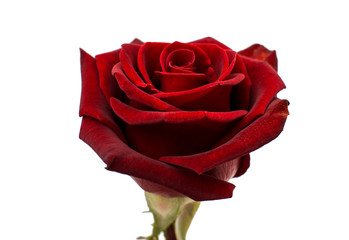 Naklejka premium red rose