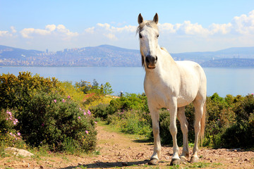 Cheval blanc sauvage dans les montagnes © Joachim Martin