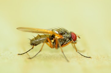 Fly On A Wood Plank