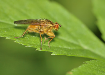 Bee Like Tachinid Fly