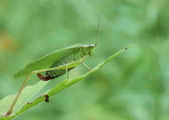 Katydid