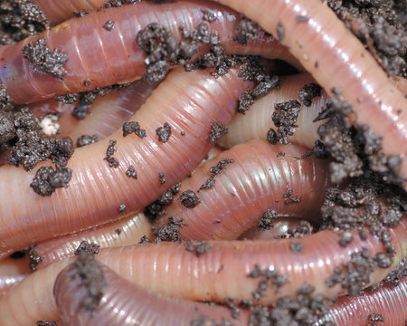 Night crawlers