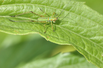 Katydid Nymph
