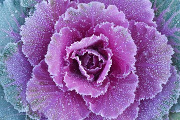 Ornamental decorative cabbage covered with a morning frost